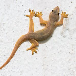 I haven’t seen Elizabeth—the house lizard—for a while now, and I miss her.